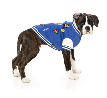 The Letterman Jacket - Blue 1