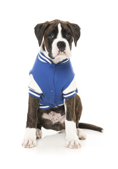 The Letterman Jacket - Blue 1